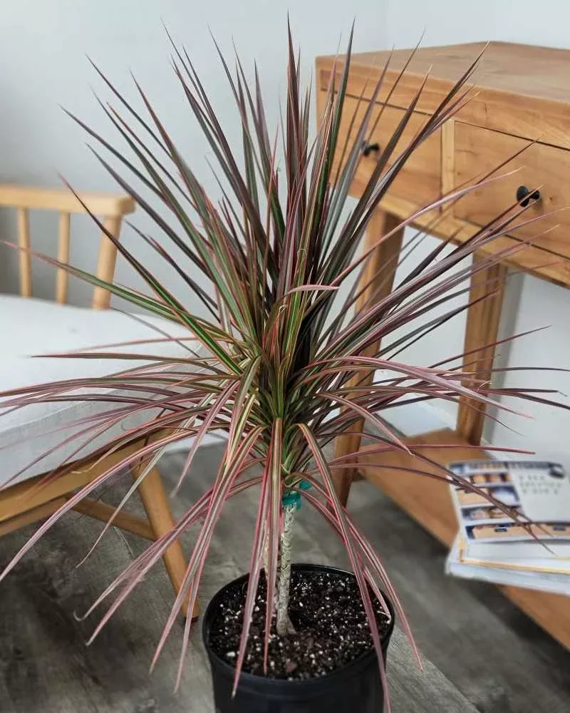 Dracaena marginata 'Colorama'