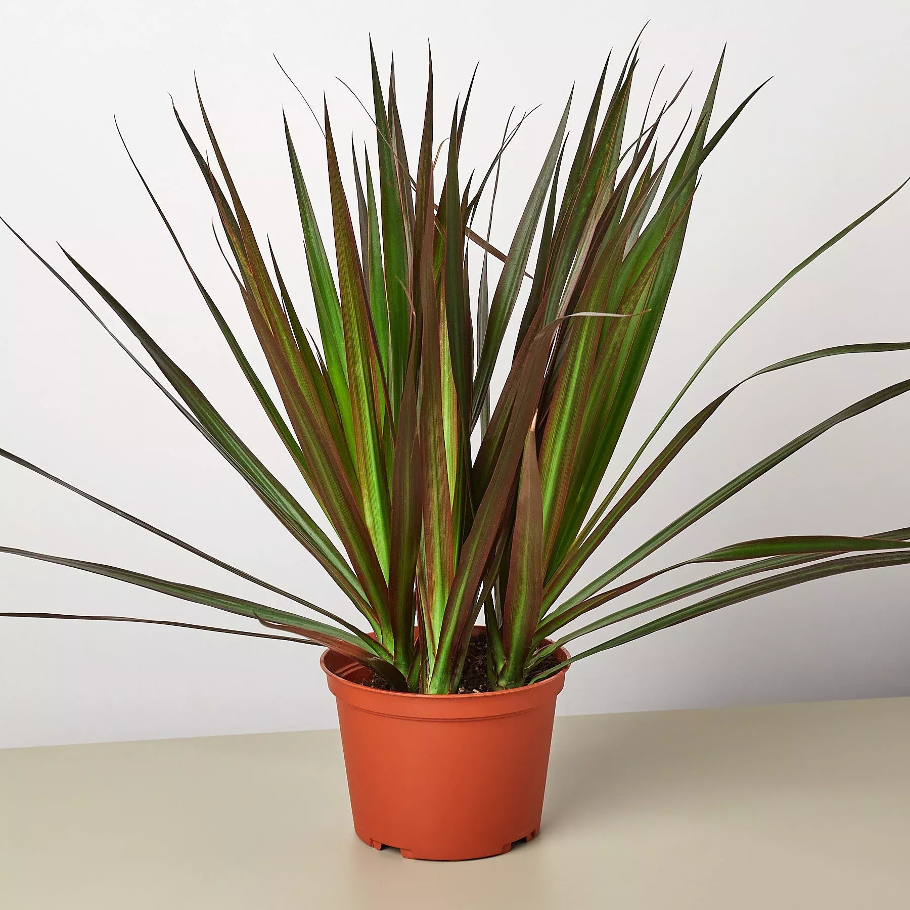 dracaena-marginata-magenta Dracaena 'Marginata Magenta'