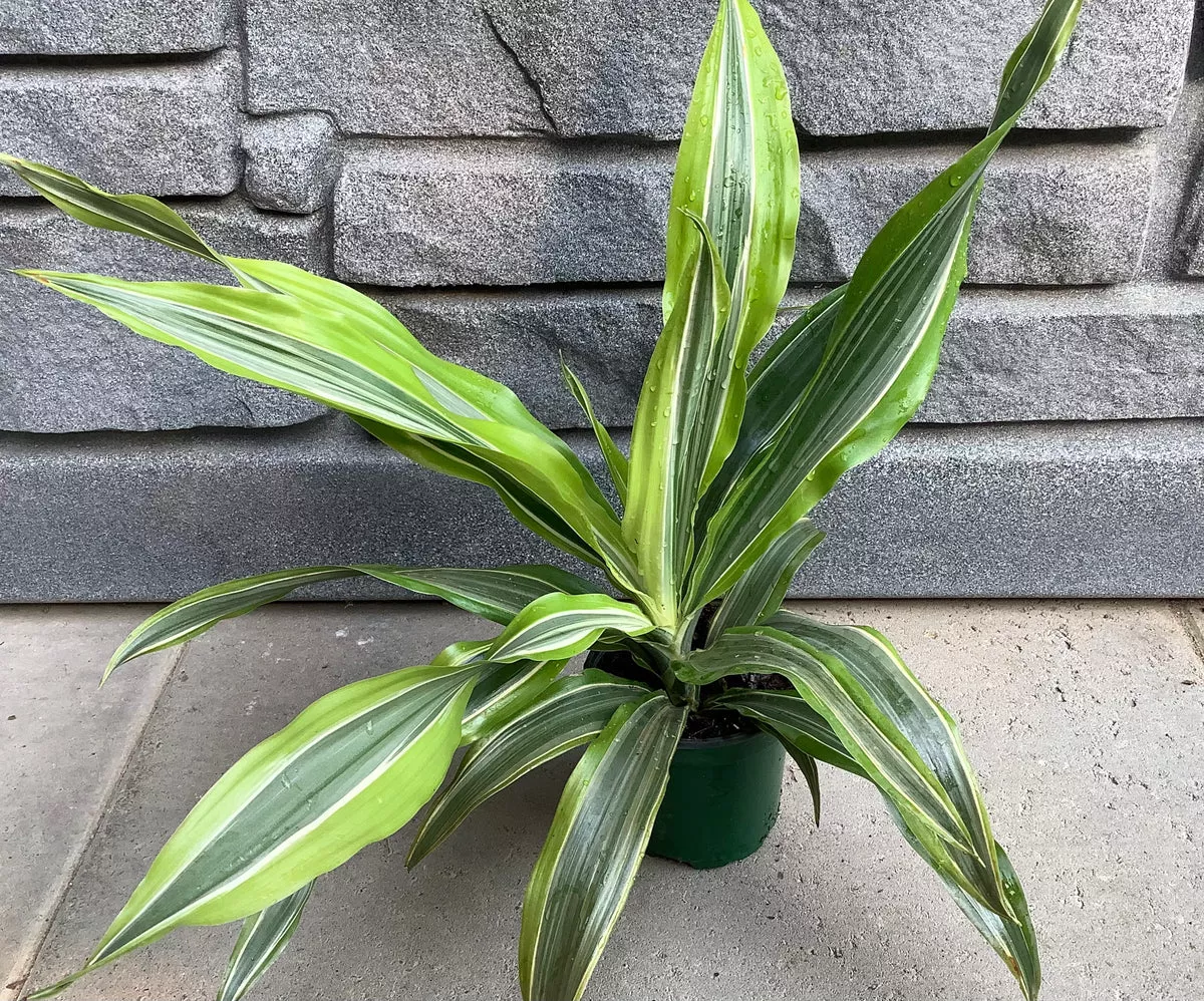 dracaena-warneckii-lemon-lime-1-gal Dracaena: Warneckii Lemon Lime - 1 Gal