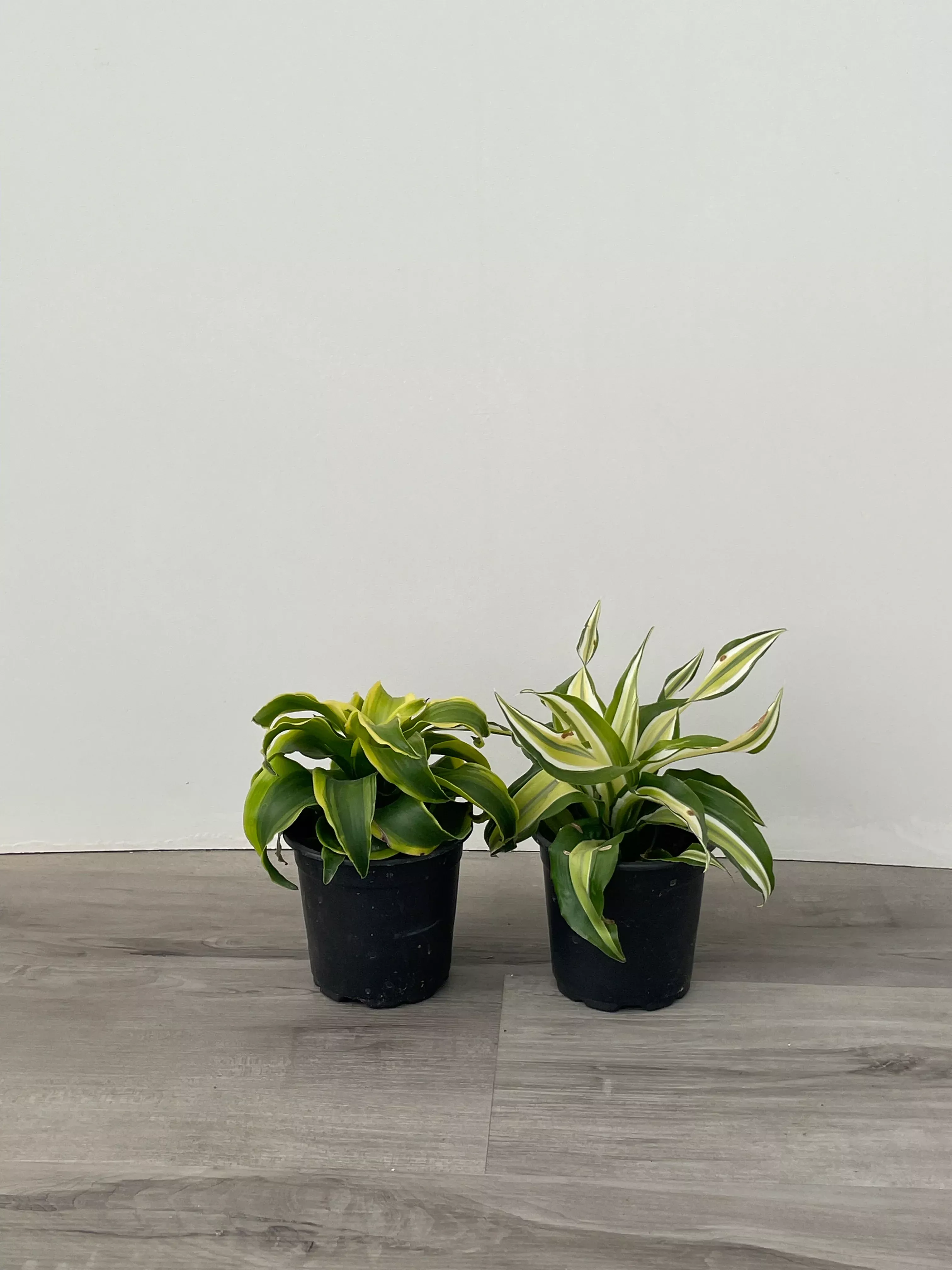 dracena-dragon-tree-asst Dracena Dragon Tree - asst