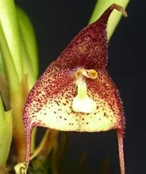 Dracula bella 'Mt. Rainier' AM/AOS