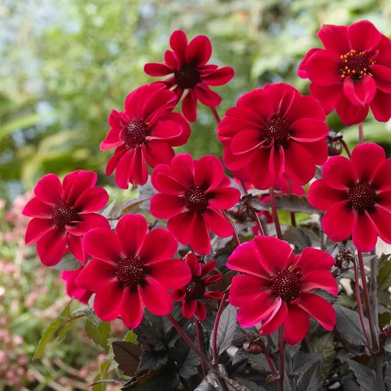 Dracula Dark Angel Dahlia
