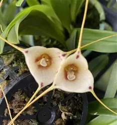 Dracula inaequalis