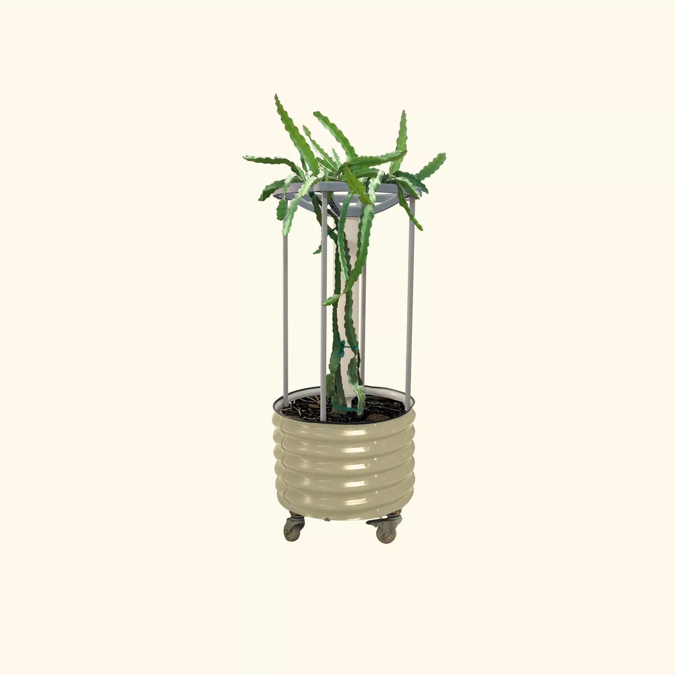dragon-fruit-self-watering-rolling-planter Dragon Fruit Self-Watering Rolling Planter