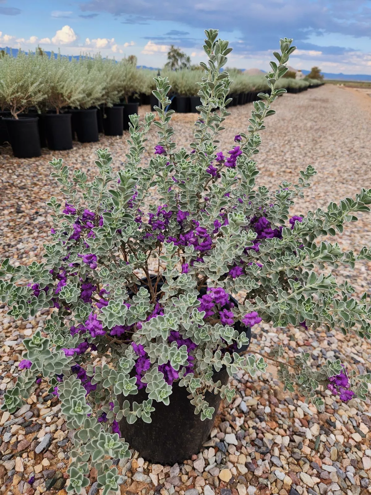 Dragoon Dream Texas Sage
