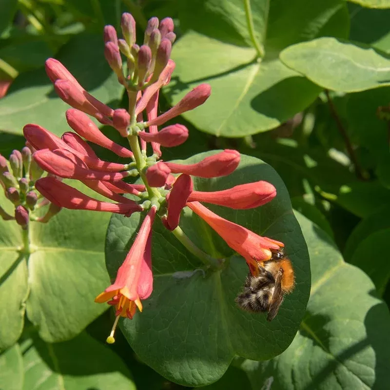 dropmore-scarlet-honeysuckle-vine Dropmore Scarlet Honeysuckle Vine