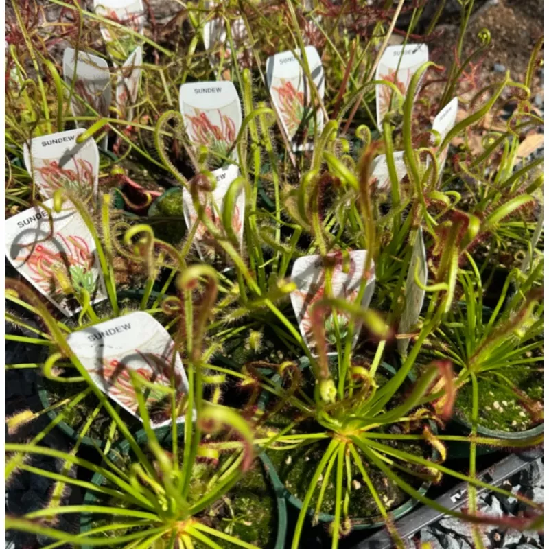 drosera-assorted-sundew Drosera Assorted Sundew