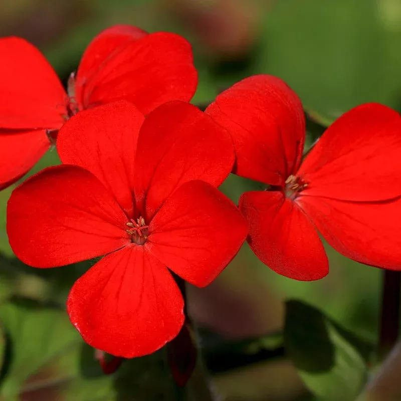 drummond-phlox-seeds Drummond Phlox Seeds