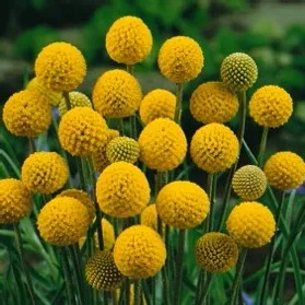 Drumstick (Craspedia Globosa)