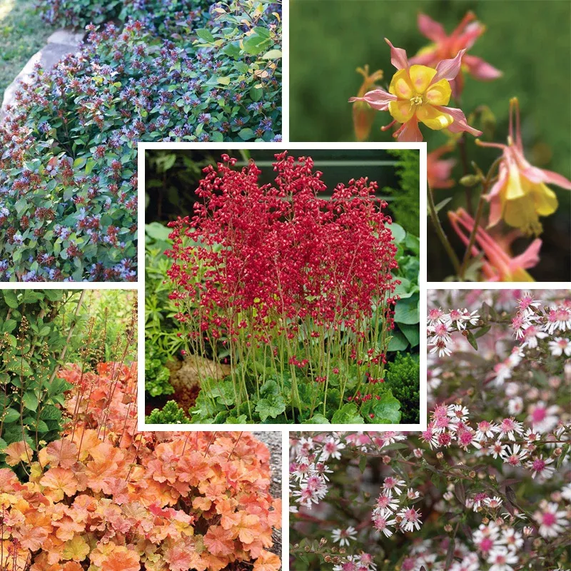 dry-shade-pollinator-collection Dry Shade Pollinator Collection