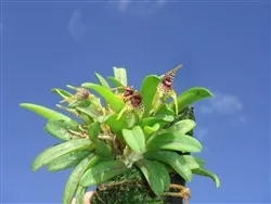 Dryadella clavellata
