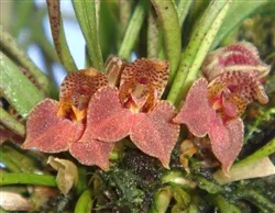 Dryadella cristata