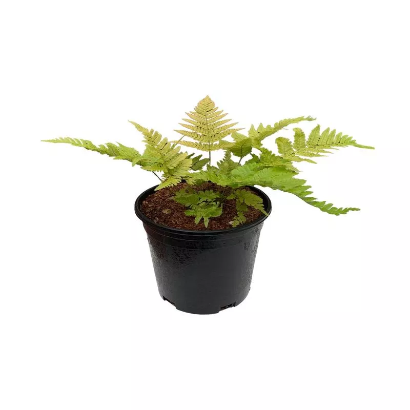 Dryopteris erythrosora - Autumn Fern
