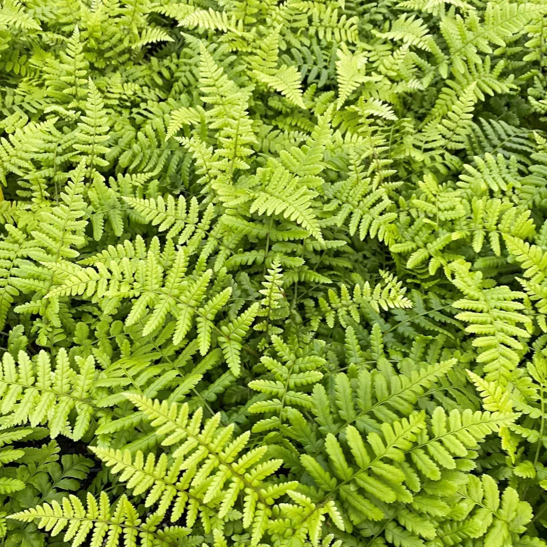 dryopteris-golden-scaled-fern Dryopteris 'Golden Scaled Fern'