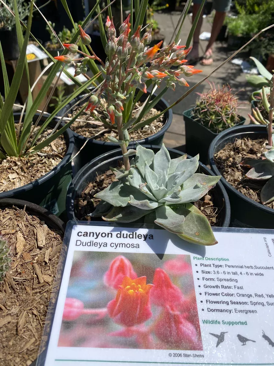 Dudleya cymosa Canyon Dudleya