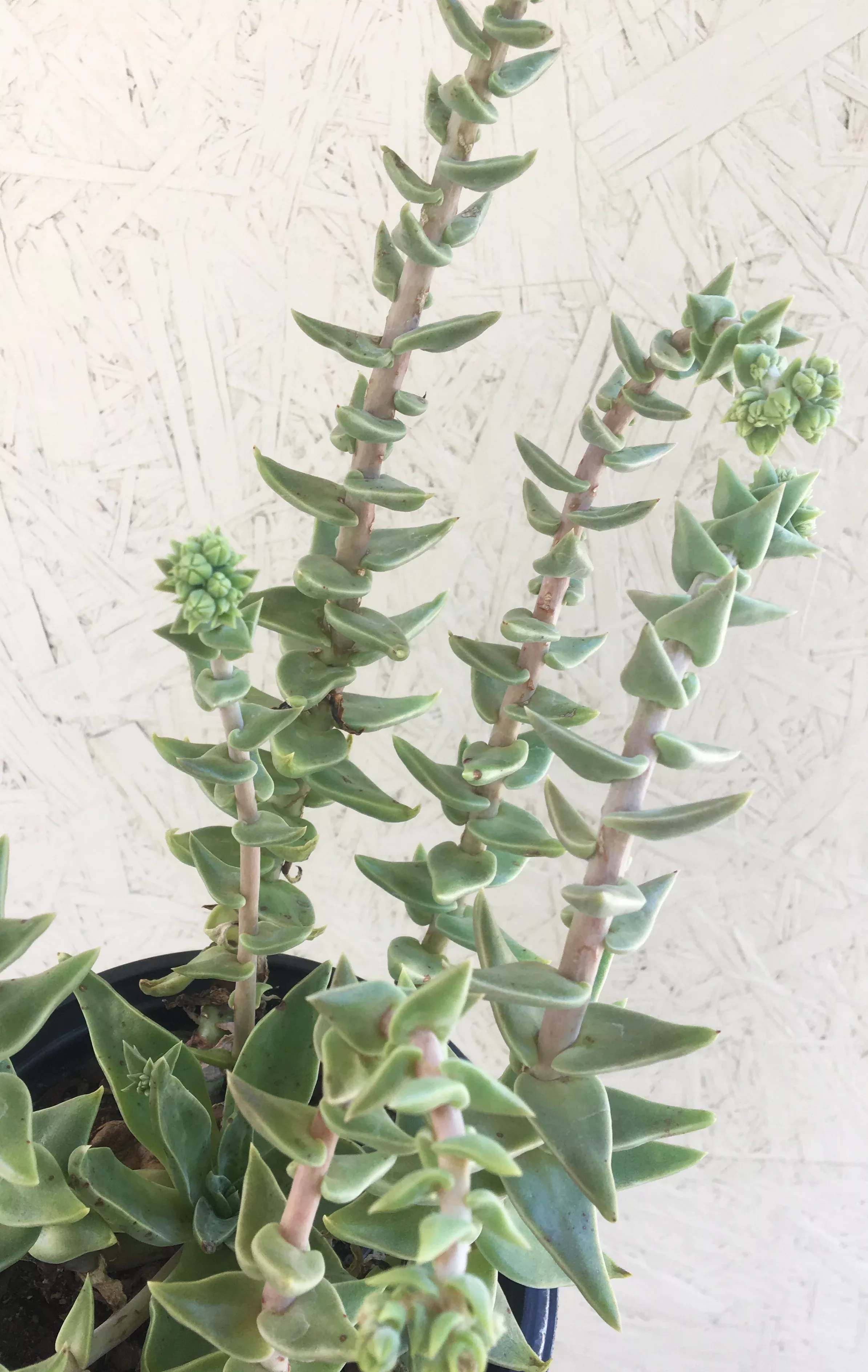 dudleya-cymosa Dudleya cymosa