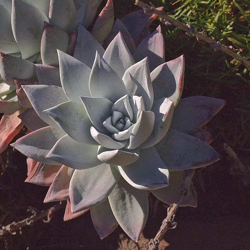 dudleya-farinosa-north-coast-form Dudleya farinosa 'North Coast Form'