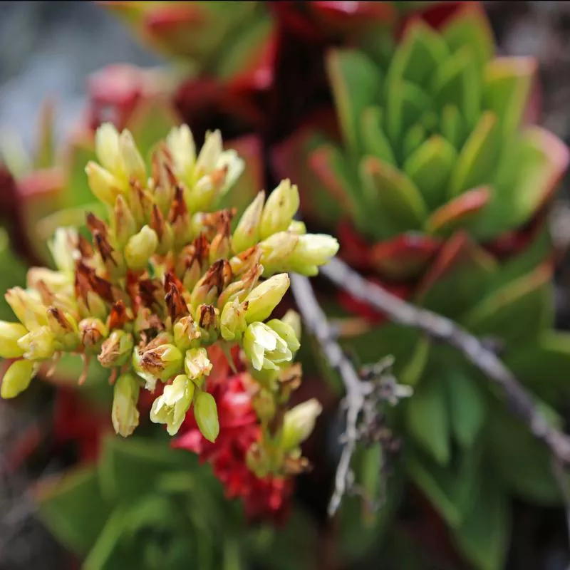 dudleya-farinosa Dudleya farinosa