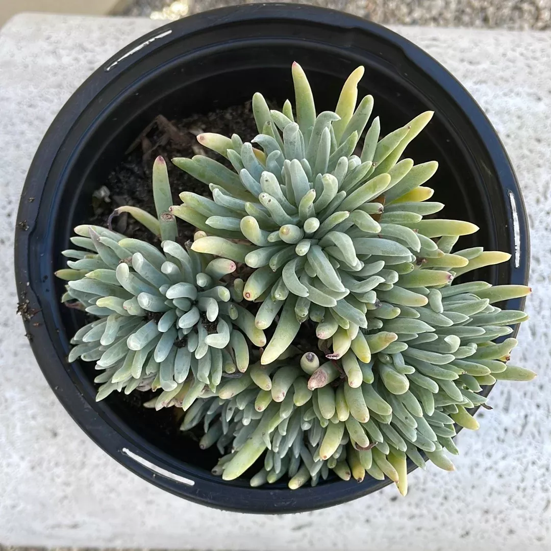 dudleya-hassei Dudleya hassei