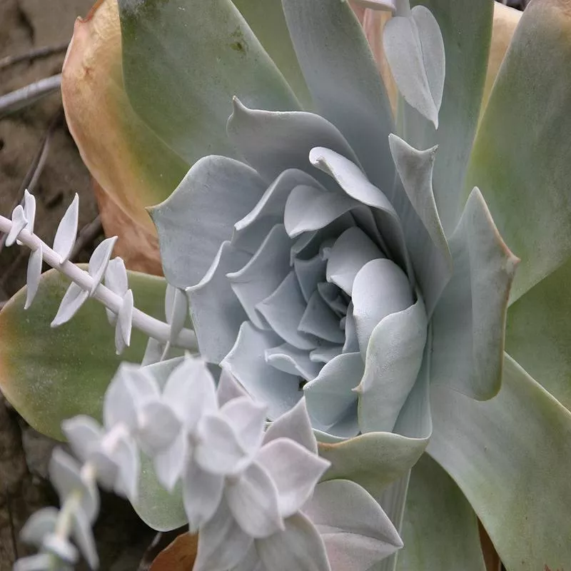 Dudleya pulverulenta