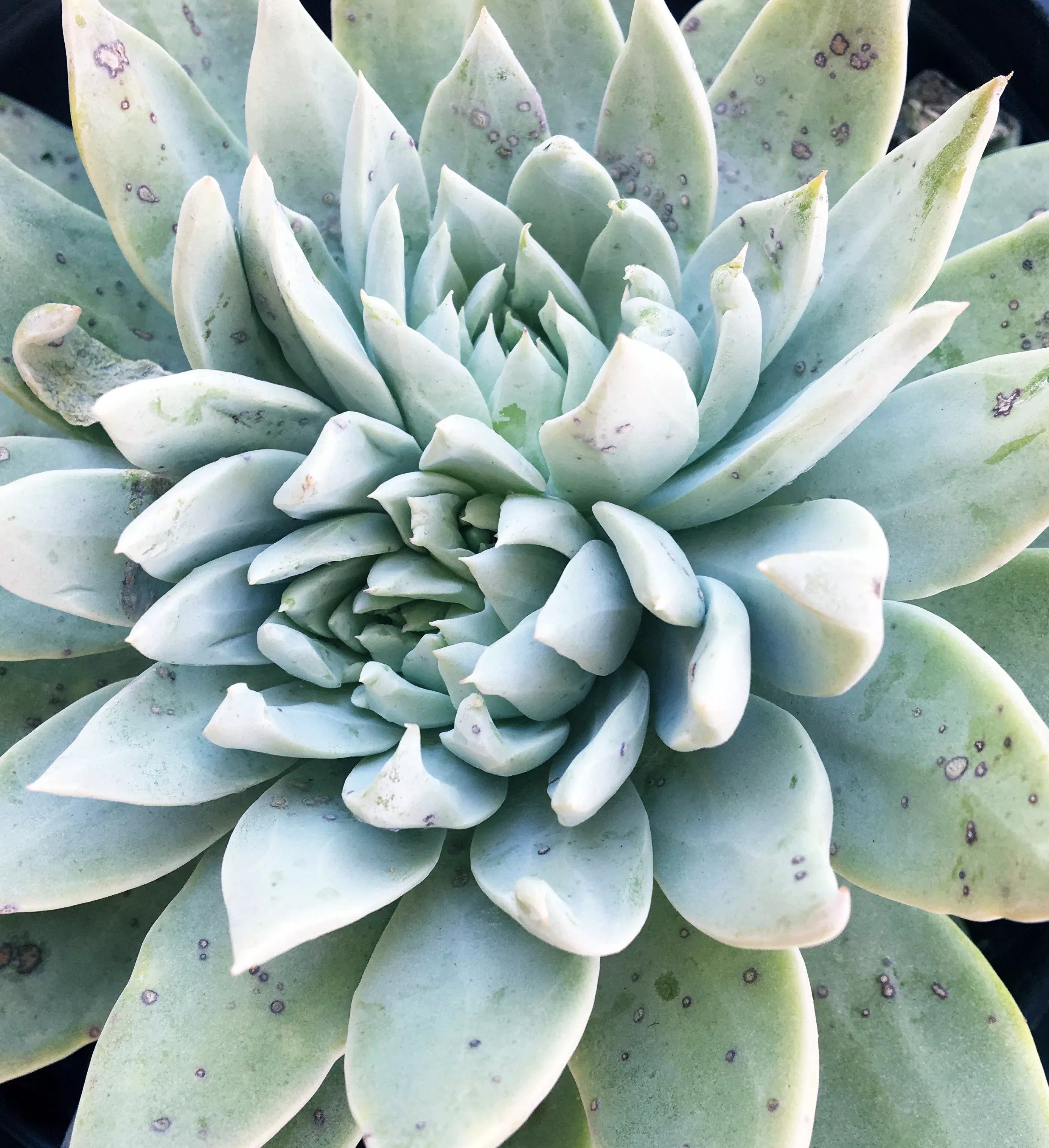 dudleya-traskiae Dudleya traskiae