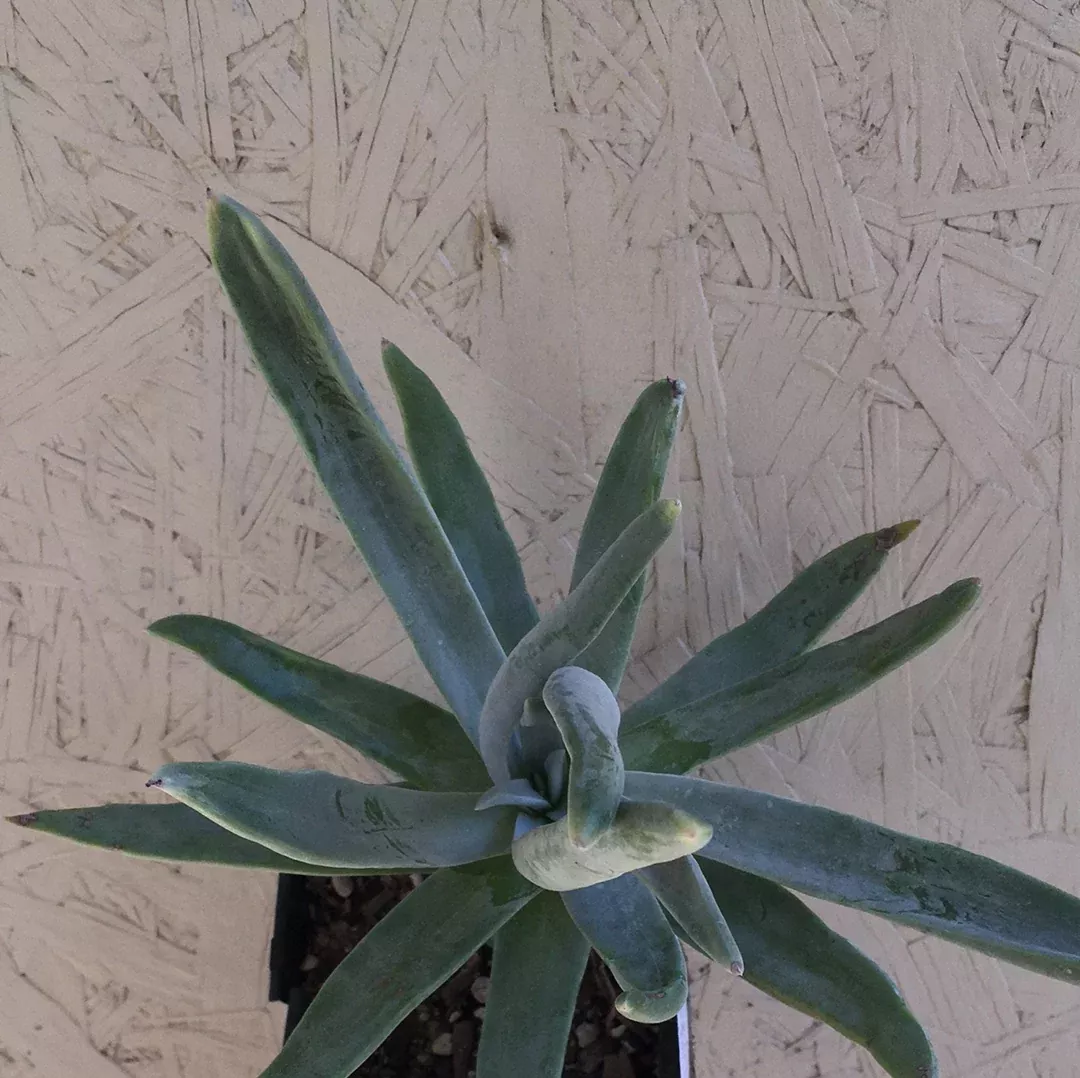 dudleya-virens-ssp-insularis Dudleya virens ssp. insularis