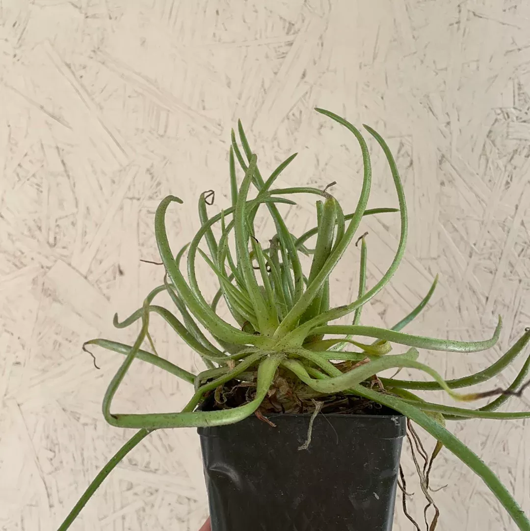 dudleya-viscida Dudleya viscida