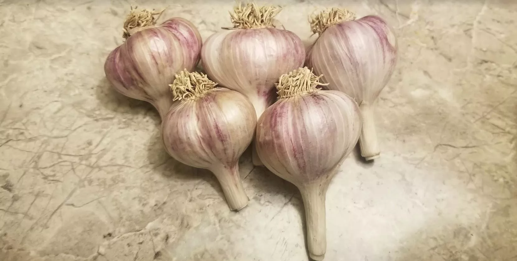 Duganskij Garlic