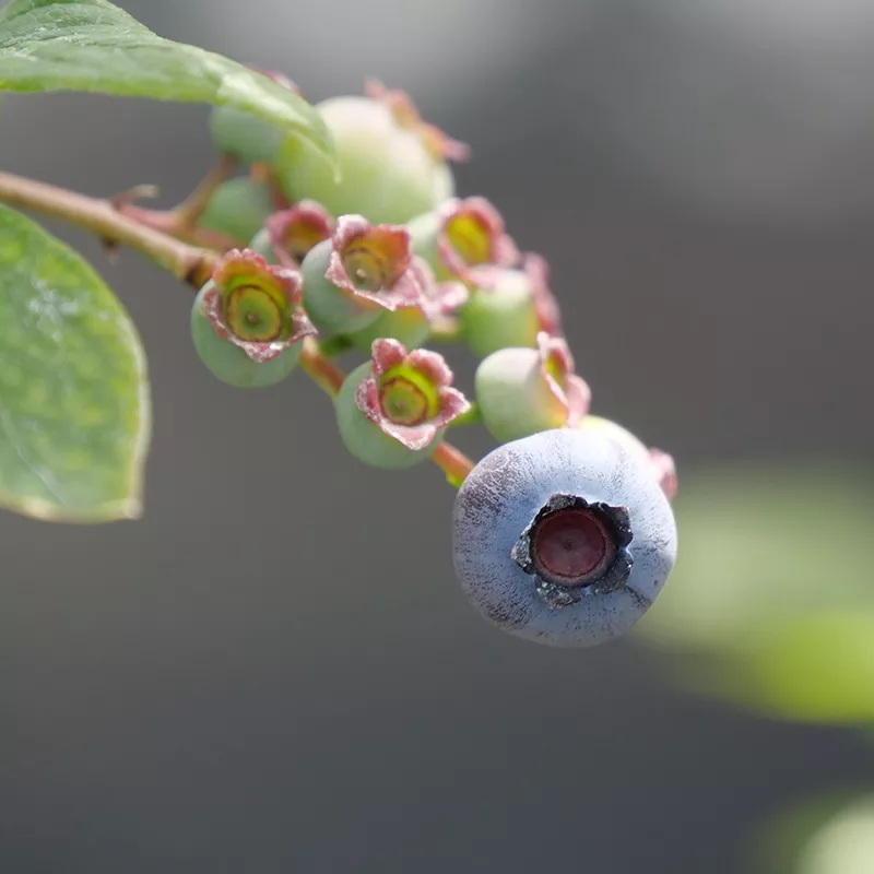 Duke Blueberry