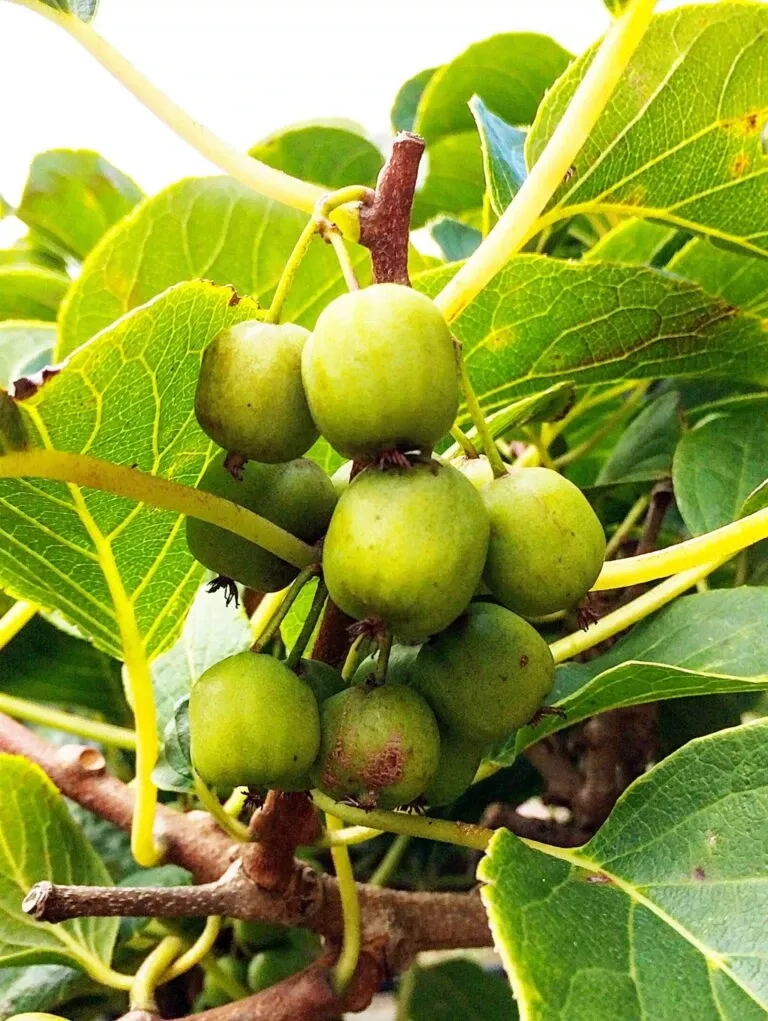 dumbarton-oaks-hardy-kiwi Dumbarton Oaks Hardy Kiwi