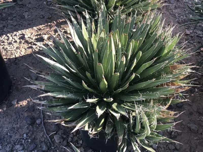 durango-delight-agave Durango Delight Agave