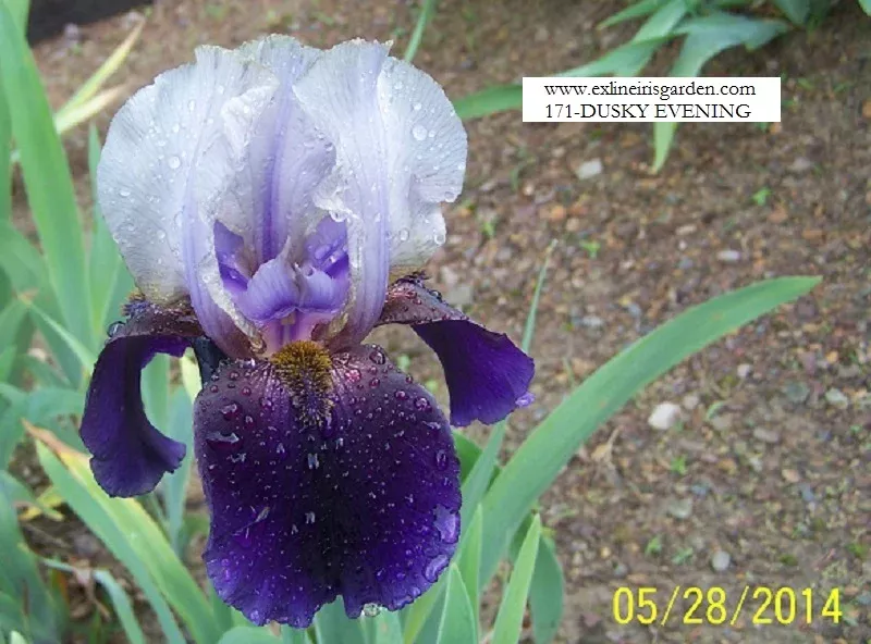 dusky-evening Dusky Evening
