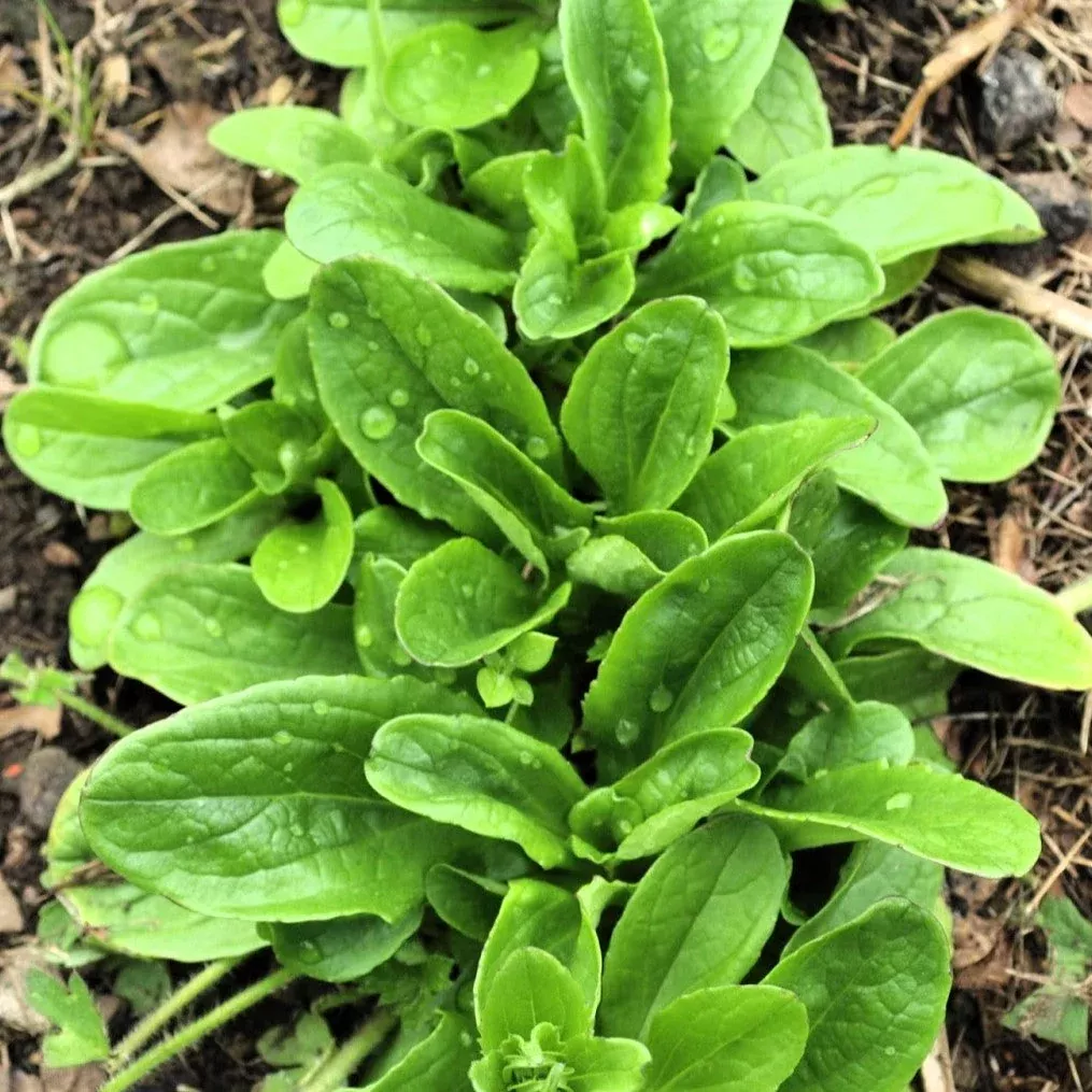 dutch-corn-salad-mache-or-lamb-s-lettuce Dutch Corn Salad (Mache or Lamb's Lettuce)