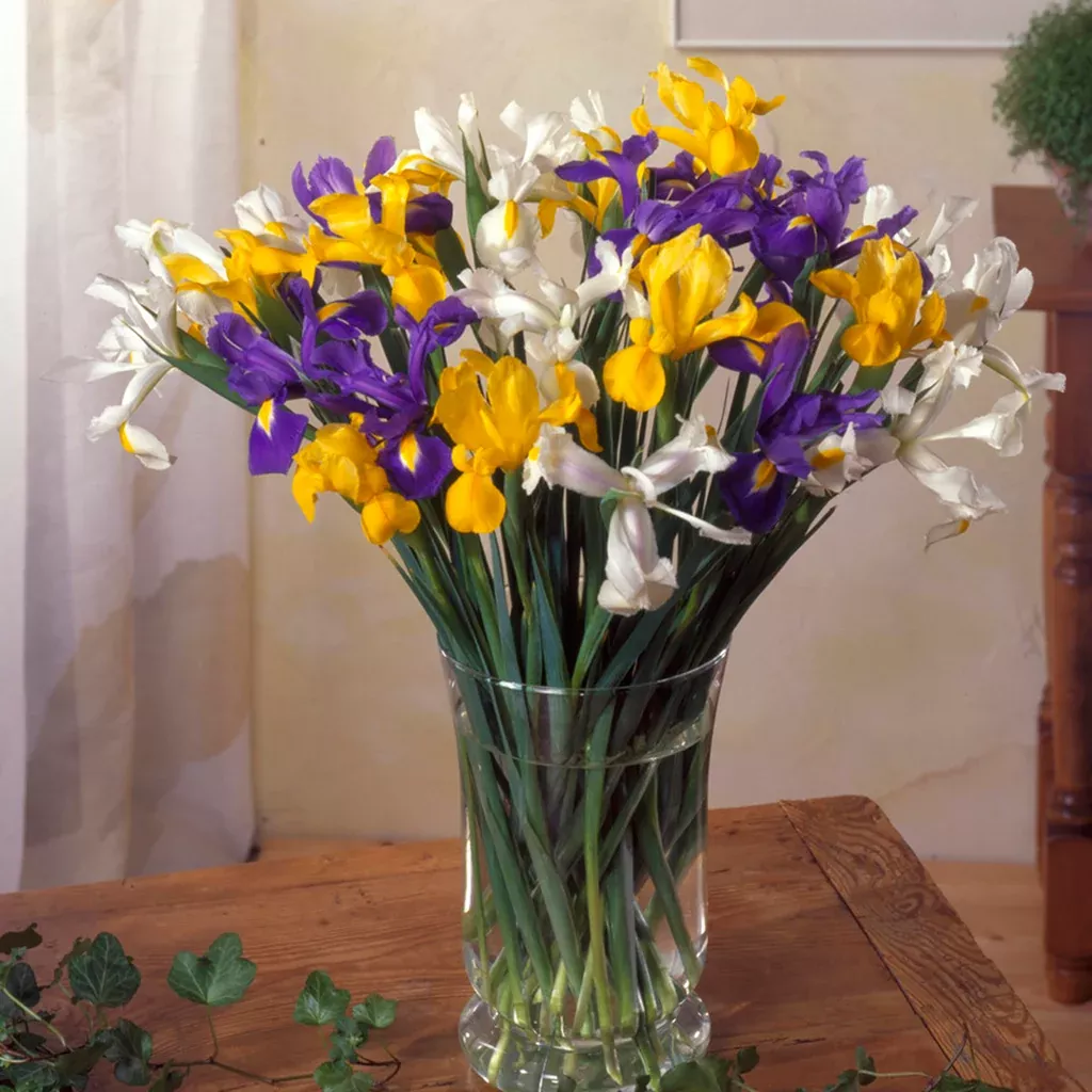 dutch-iris-mix-mammoth-bulbs Dutch Iris - Mix - Mammoth Bulbs