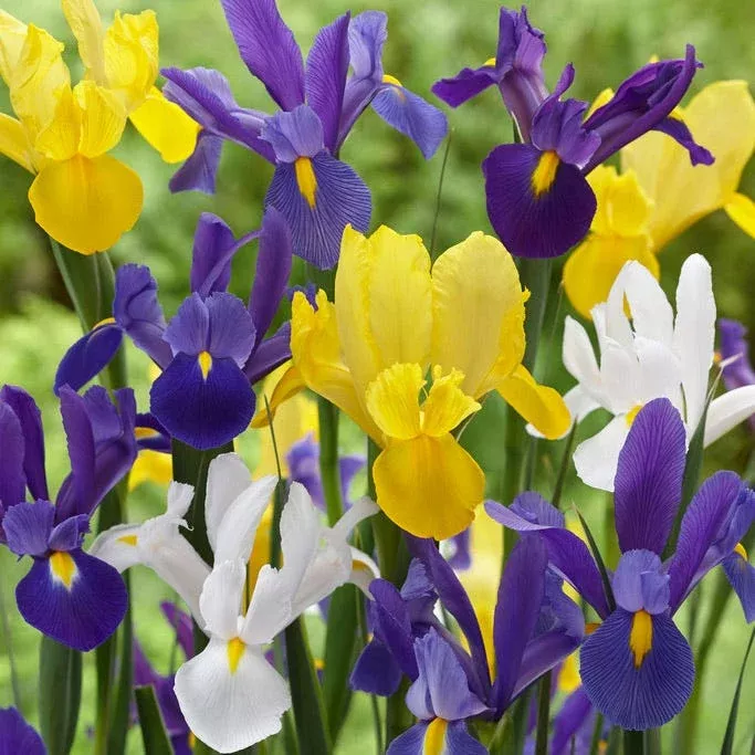 dutch-iris-mix Dutch Iris - Mix
