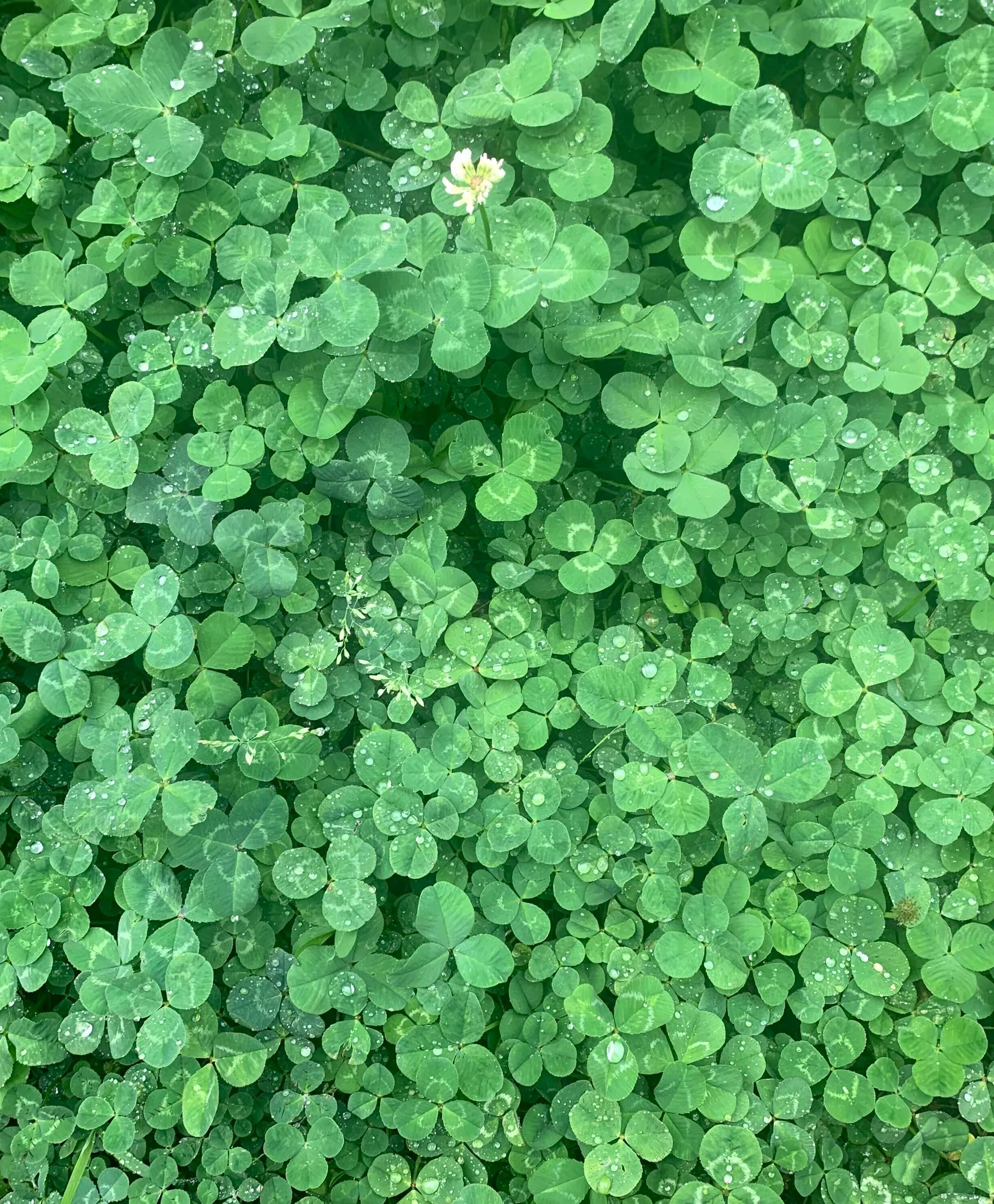 dutch-white-clover Dutch White Clover
