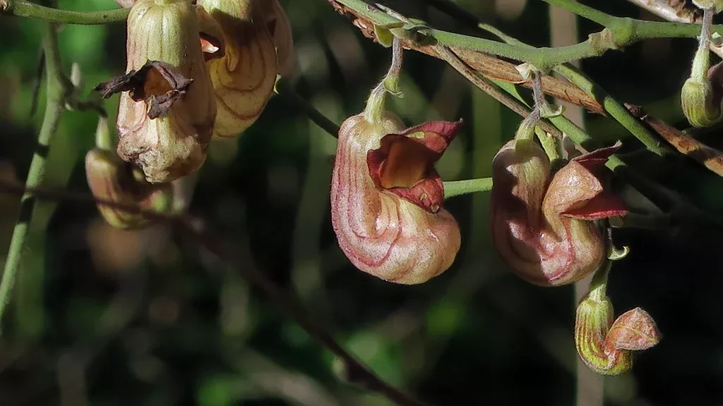 Dutchmans Pipe