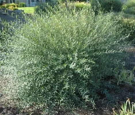 dwarf-arctic-blue-willow Dwarf Arctic Blue Willow