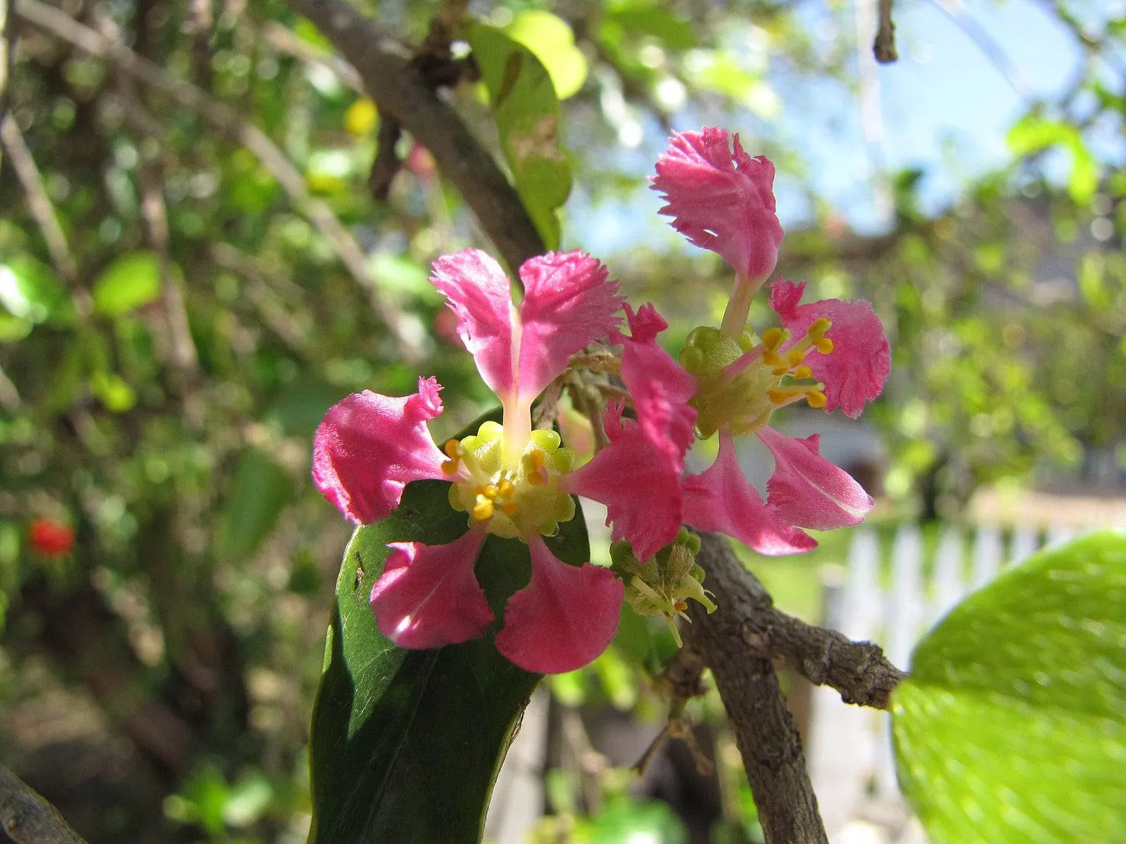 dwarf-barbados-cherry Dwarf Barbados Cherry
