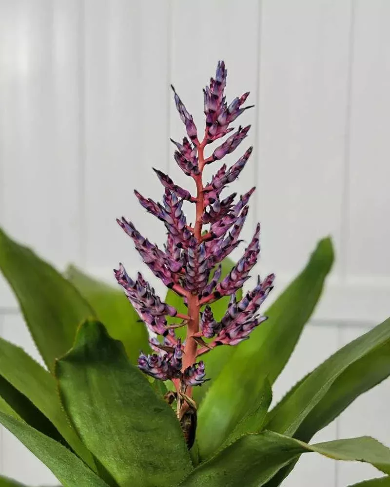 Dwarf Blue Tango Bromeliad