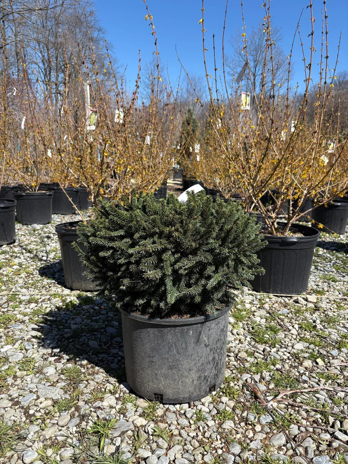 Dwarf Dark Norway Spruce