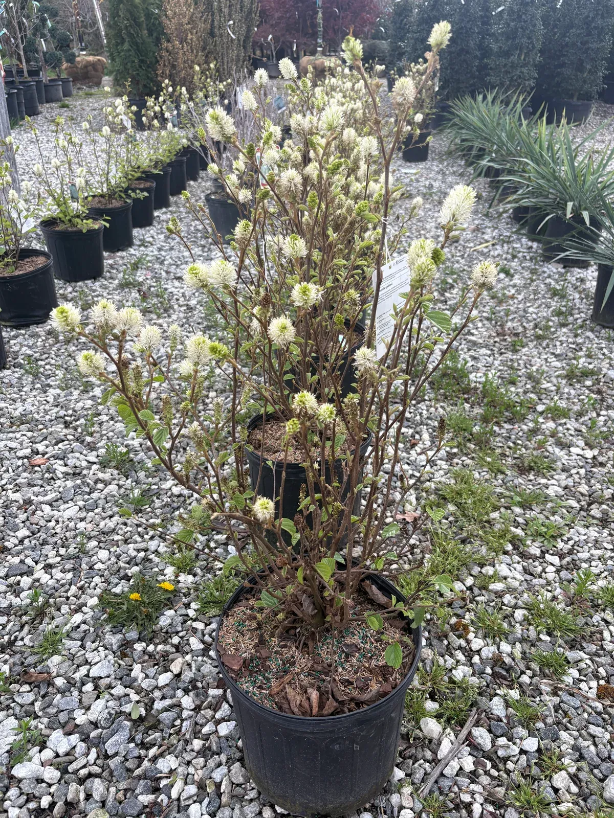 dwarf-fothergilla-gardenni Dwarf Fothergilla (Gardenni)