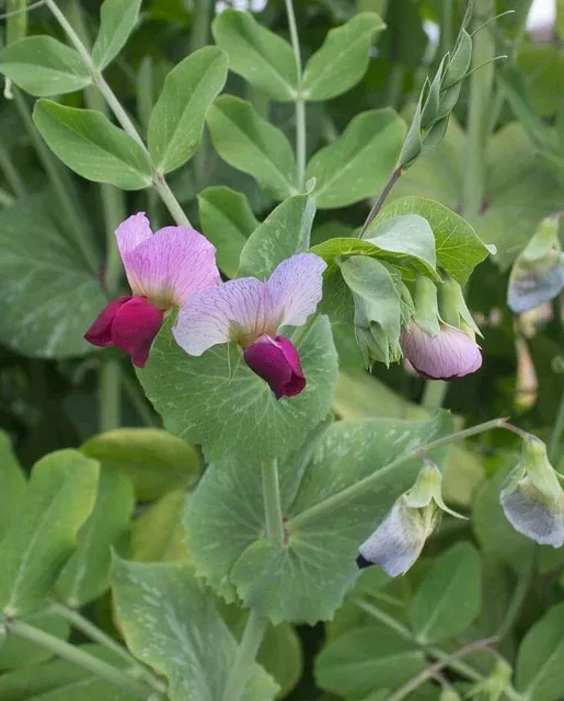 dwarf-grey-sugar-pea Dwarf Grey Sugar Pea