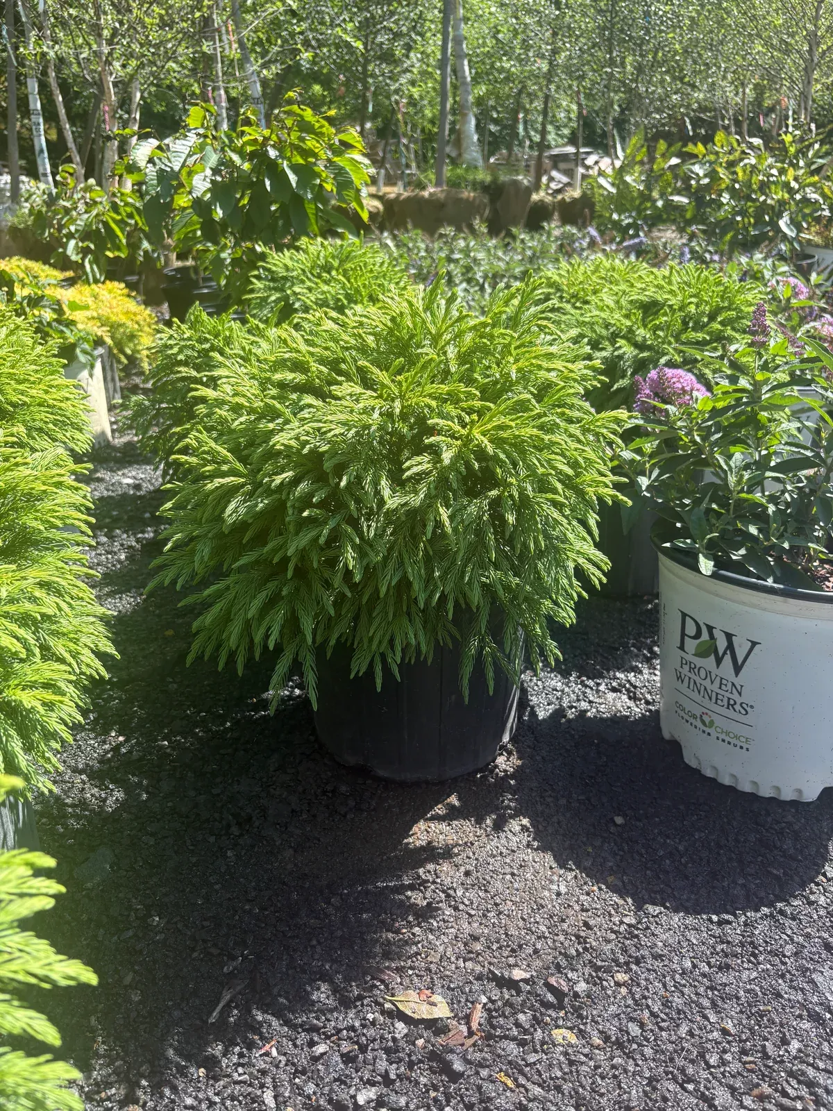 dwarf-japanese-cedar Dwarf Japanese Cedar