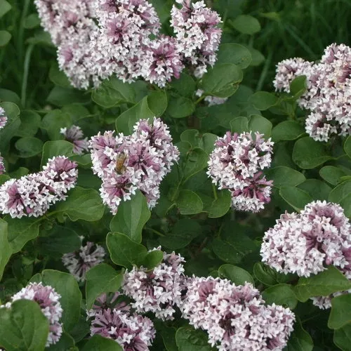 dwarf-korean-lilac Dwarf Korean Lilac