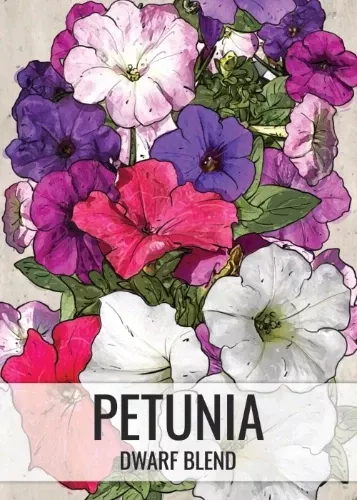 dwarf-mixed-petunia-seeds-planting-petunia-nana-compacta Dwarf Mixed Petunia Seeds For Planting (Petunia nana compacta)