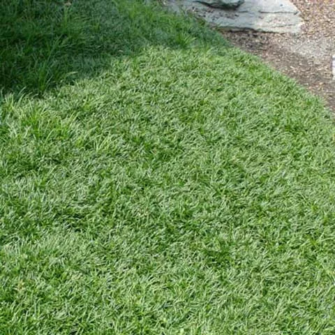 dwarf-mondo-grass-2-5-inch-pots-minimum-quantity-54-plants Dwarf Mondo Grass - 2.5 inch Pots (Minimum Quantity: 54 Plants)