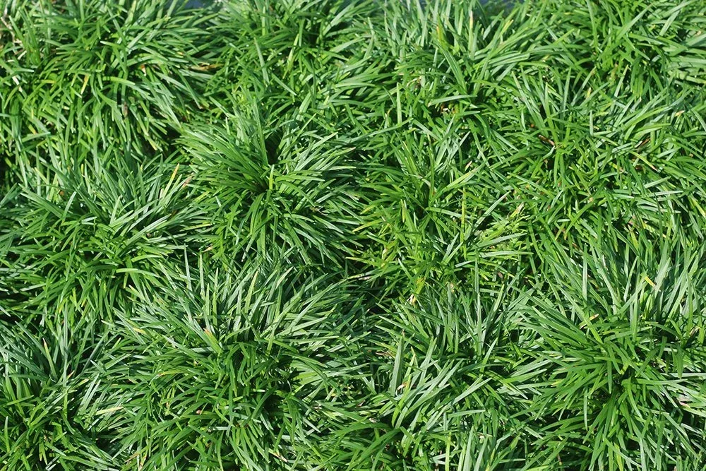 dwarf-mondo-grass-shrub Dwarf Mondo Grass Shrub