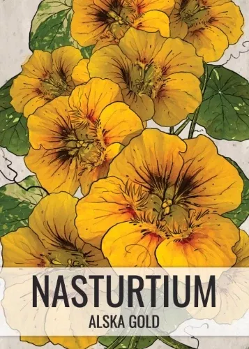 Dwarf Nasturtium - Alaska Gold (Tropaeolum nanum)
