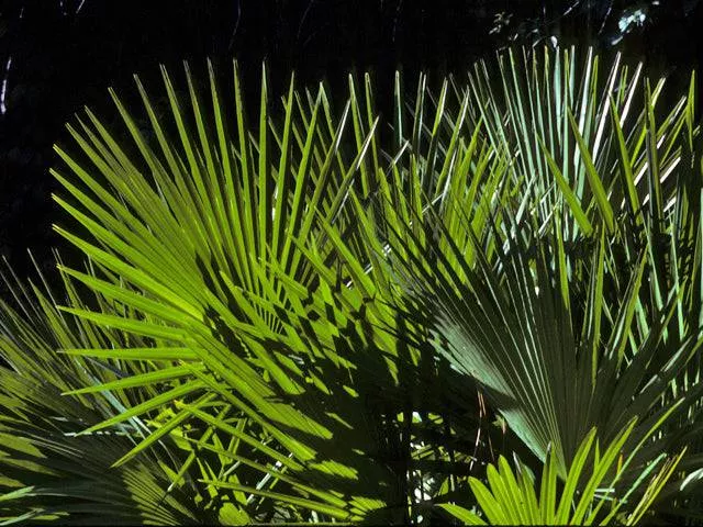 dwarf-palmetto Dwarf Palmetto